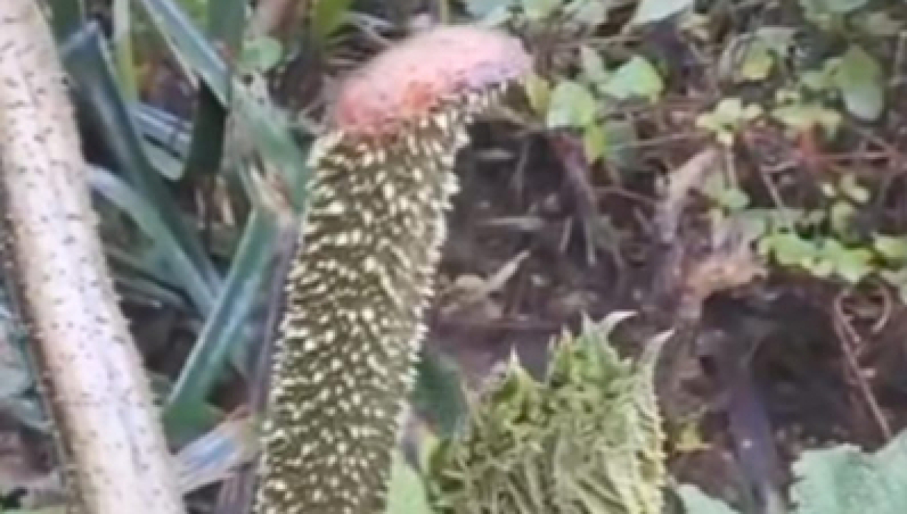 /agrupacion-de-recolectoras-denuncia-extraccion-indiscriminada-de-nalca-y