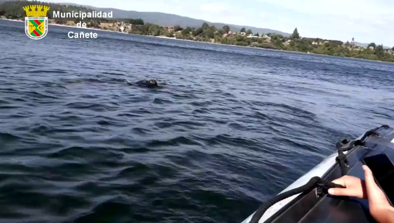 /avistamiento-de-lobo-marino-en-el-lago-lanalhue