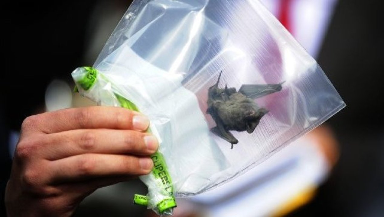 /murcielago-con-rabia-en-ancud-rompe-10-anos-sin-casos-en-chiloe