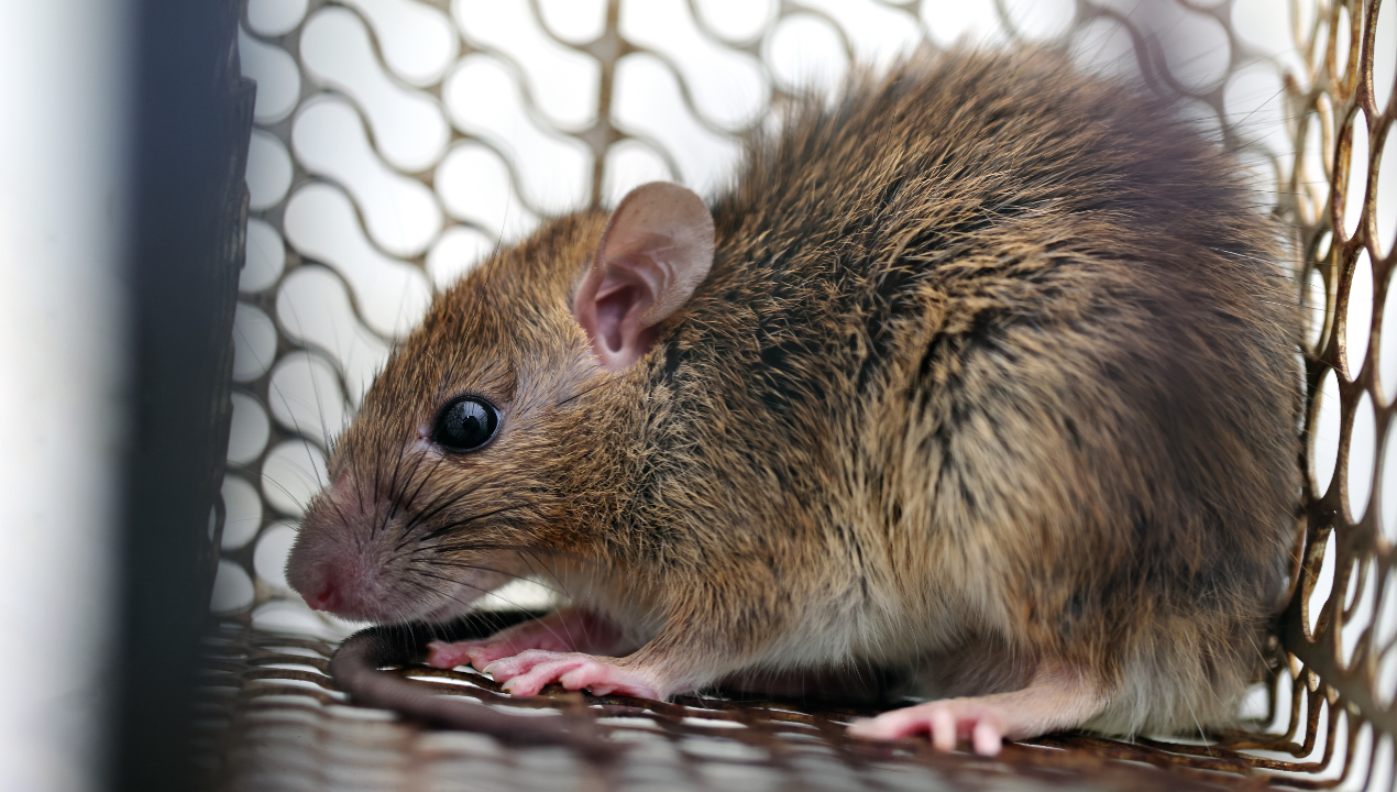 /los-lagos-mayor-letalidad-hantavirus-chile-2026