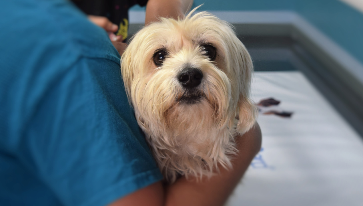 /cancer-mascotas-senales-alerta-tratamientos-veterinarios-sur-chile