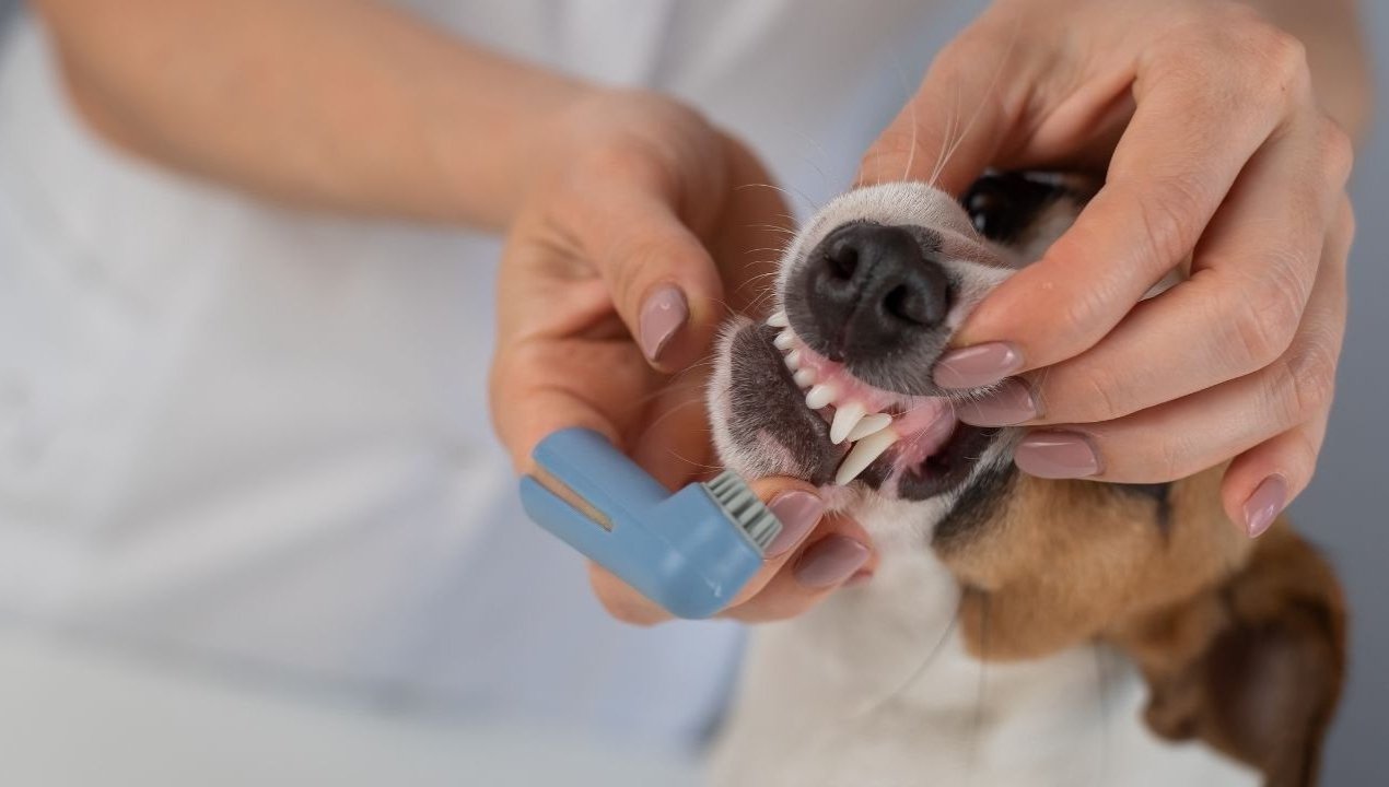 /huesos-astas-ciervo-perros-riesgos-salud-dental-mascotas