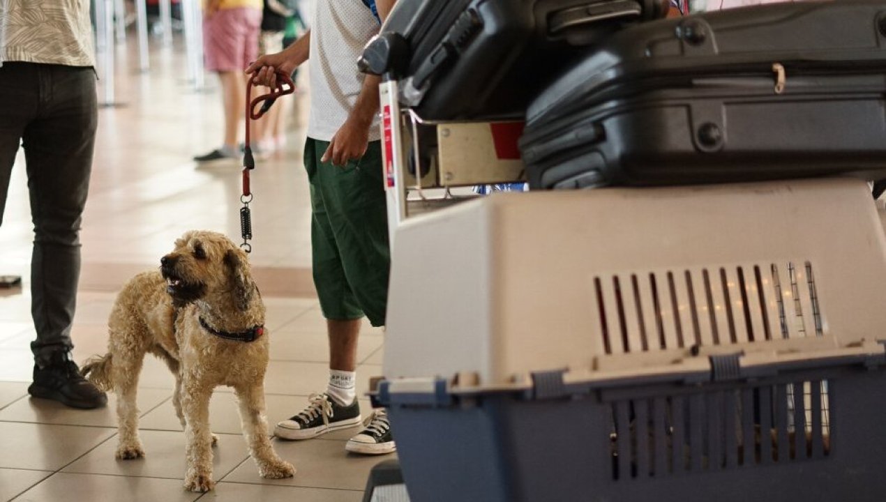 /actualidad/cuales-son-los-requisitos-para-ingresar-o-salir-de-chile-con-animales-de