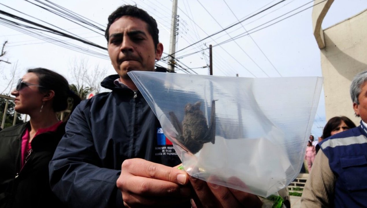 /regionales/region-de-coquimbo/isp-confirma-la-presencia-de-murcielago-con-rabia-en-la-serena