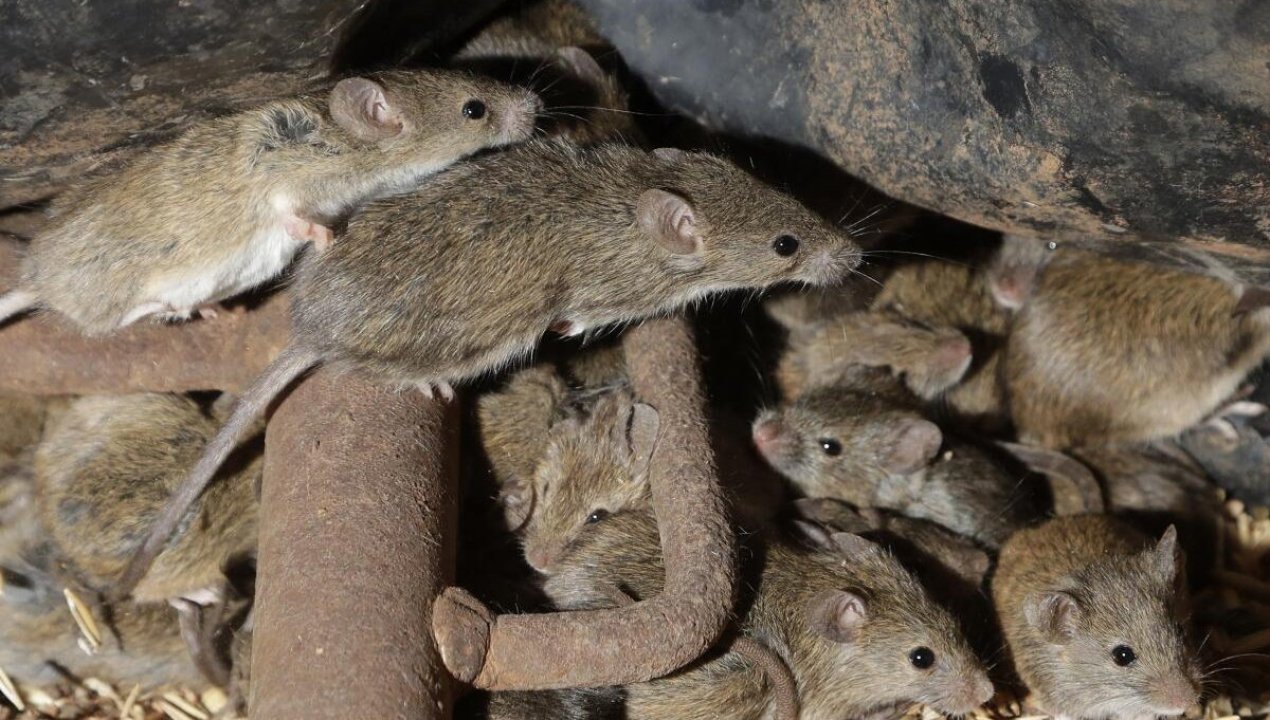 /regionales/region-del-biobio/vecinos-y-vecinas-de-hualpen-denuncian-plaga-de-ratones-alrededor-de