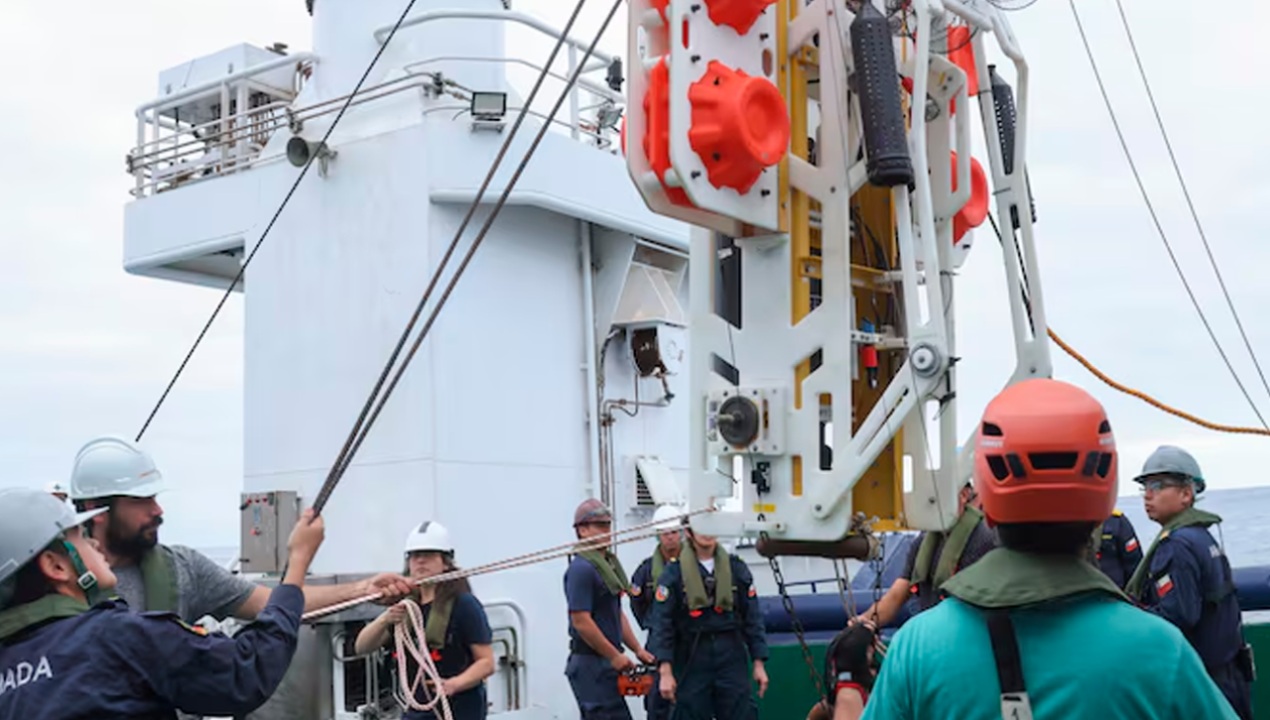 /tendencias/animales/nueva-especie-en-mar-chileno-analizan-pez-capturado-en-fosa-de-atacama