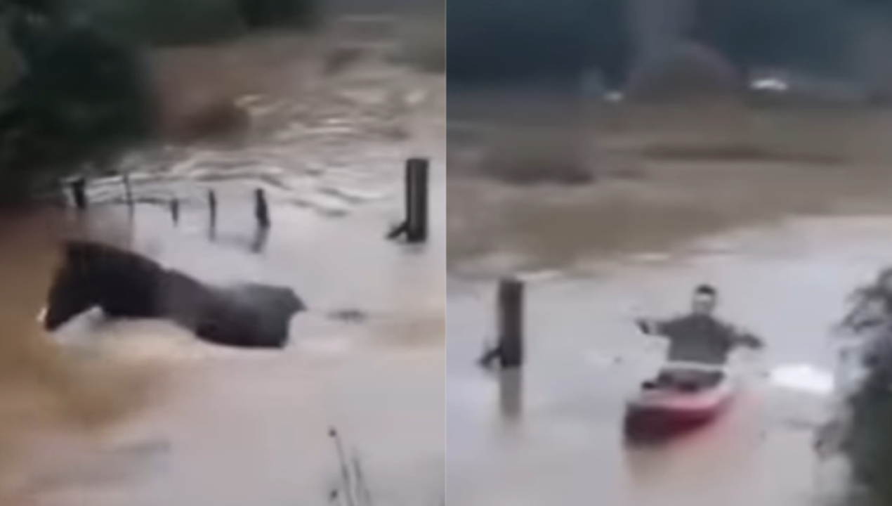 /regionales/region-del-biobio/hombre-en-kayak-rescata-a-tres-caballos-atrapados-por-las-lluvias-en