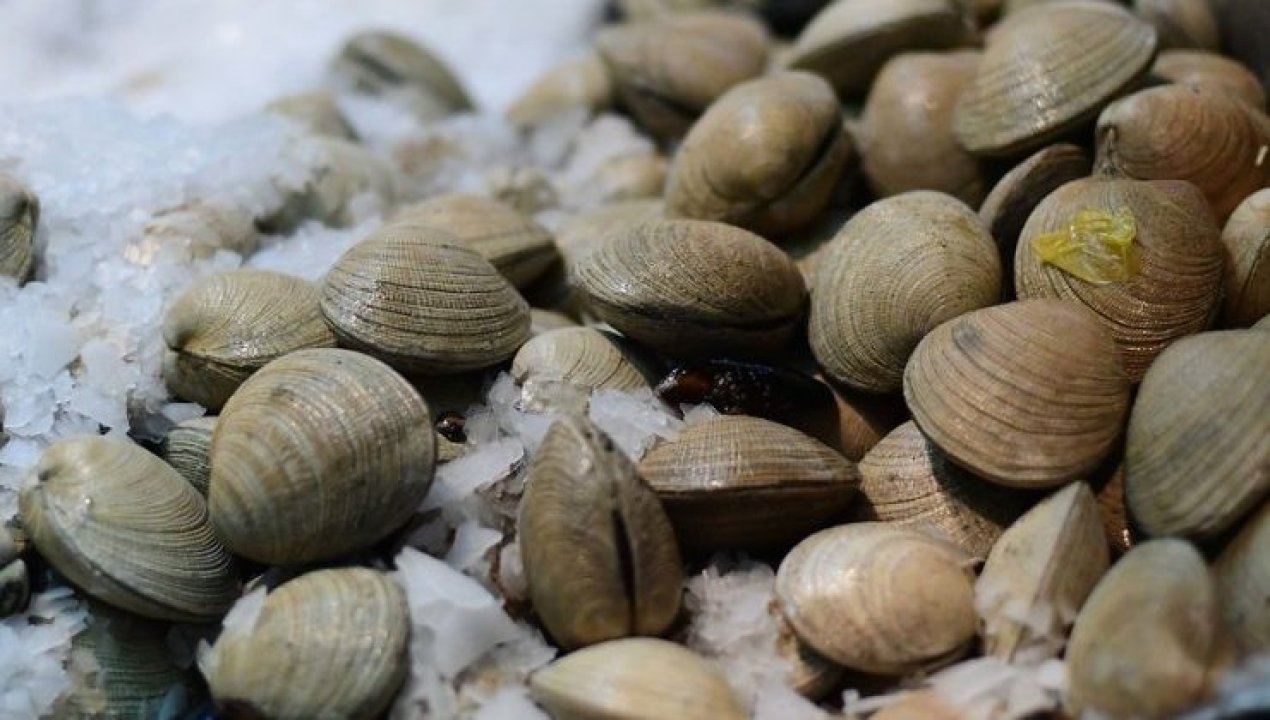 /regionales/marea-roja-obliga-al-cierre-total-de-la-bahia-de-tongoy-como-detectar