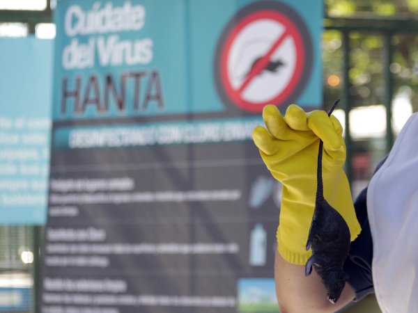 Ministerio de Salud decreta Alerta Sanitaria desde Atacama hasta Magallanes por hantavirus