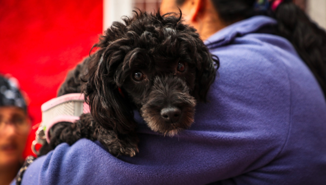 /hasta-el-domingo-sigue-plan-de-esterilizaciones-para-perros-y-gatos